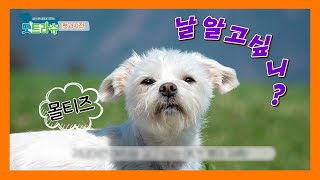 [펫과사전] Ep.01 몰티즈에 대한 모든 것! All about maltese  (말티즈? 몰티즈?)