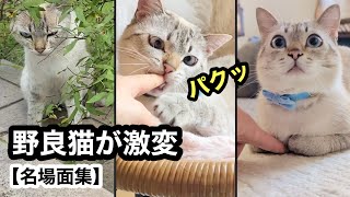 威嚇していた野良猫が家猫になり激変｜香箱座りの隙間に指を入れると…まさかの反応でした【名場面集】