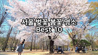 [서울벚꽃명소 서울봄꽃명소 Best 10] 직접촬영한 서울봄꽃 Best Spring Flowers, Cherry Blossom, Seoul