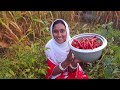 காஷ்மீர்லயே காஷ்மீர் மிளகாய் 🌶️ பரிச்சாச்சு red chilli harvesting inmy kashmirgarden 😊 kashmir