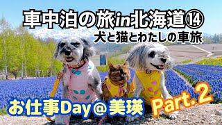 【車中泊の旅in北海道⑭】犬と猫とわたしの車旅〜美瑛で過ごすお仕事Day.2 後光が降り注ぐ青いお池とイロドリ準備中の丘〜