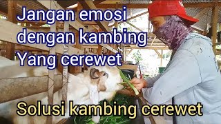 solusi untuk mengatasi kambing yang selalu cerewet || kambing mengembik terus