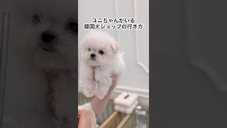 ユニちゃんがいるショップの行き方🇰🇷ミニビション等の子犬に会ってお迎えしたい方は参考にしてみてね🤍※来日まで4.5ヶ月かかります! #韓国　#ミニビション  #ビションフリーゼ  #puppy