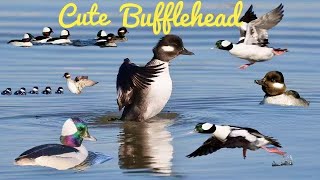 Cute Buffleheads / Bufflehead Documentary / Bird Songs / Nature Relaxation