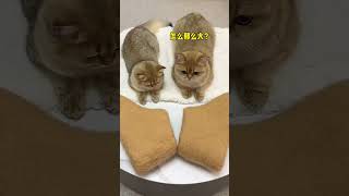 【牛奶是只猫】完了。。。做完这棉靴我家猫都秃了哈哈哈哈