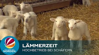 Lämmerzeit in Niedersachsen: Hochbetrieb bei den Schäfern