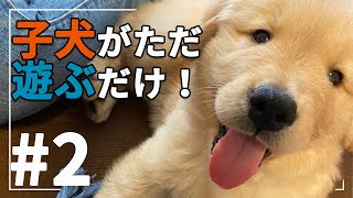 【#2】Puppies just playing!【Apollo's Vlog】