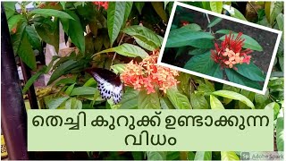 thechi kurukk making method Malayalam|തെച്ചി കുറുക്ക് ഉണ്ടാക്കുന്ന വിധം | #Ixoraplant #thechi