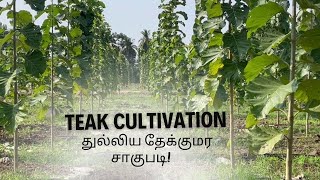 துல்லிய தேக்குமர சாகுபடி Teak Cultivation - விவசாயின் வெற்றிக்கதை!