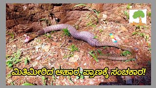 ಆಹಾರದ ಮಿತಿ ತಿಳಿಯದ ಹಾವುಗಳು ಕೆಲವೊಮ್ಮೆ ಪ್ರಾಣಕ್ಕೇ ಕುತ್ತು ತಂದುಕೊಳ್ಳುವುದಿದೆ! | ನಾಗರ ಹಾವು |ಗುರುರಾಜ್ ಸನಿಲ್ |