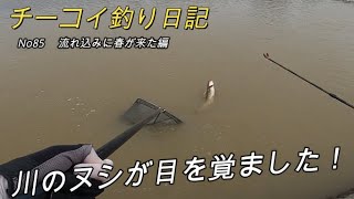 【鯉釣り】雨上りの川でついにヌシが目を覚ます！