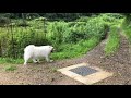 じぃちゃんサモエド samoyed g 緑のなか弾んで帰るサモエド。samoyed bounces back in the green.