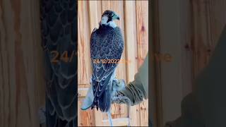 Beautiful peregrine falcon behri falcon nayab parenda #youtubeshorts #viral #falcon #youtube