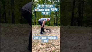 3 EASY STEPS: 🐶TEACH your PUPPY “HEEL”
