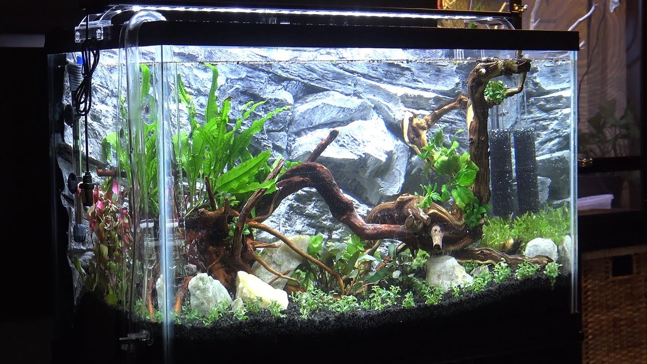 Freshwater Planted Tank Setup