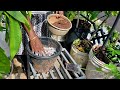 caring tips and tricks for pappaya to get more yield readily പപ്പായ നിറച്ച് കായ്ക്കാൻ