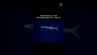 Simple Principle of Entropy to Instantly Improve Your Underwater Fish Photography