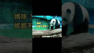 圓寶甩頭生媽咪的氣好可愛🤣 #panda #shorts #yuanbao #圆宝