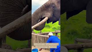 African Elephant Drinking Water Up Close