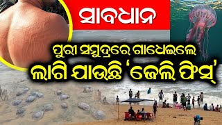 ପୁରୀ ସମୁଦ୍ରରେ ଗାଧଉଥିଲେ ସାବଧାନ | ପୁଳା ପୁଳା ଜେଲି ଫିସ ଲାଗିଯାଉଛି | Rajyakatha |  jelly fish puri beach