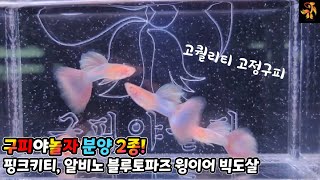 고퀄리티 고정구피 ㅡ 2종 분양및 개체설명 ~^^