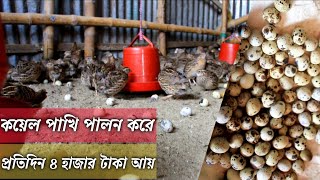 ২০০০ হাজার কয়েল পাখি পালন করে প্রতিদিন ৪ হাজার টাকার ডিম বিক্রি করেন। কয়েল পাখি পালন পদ্ধতি ।। koyel