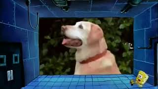 SpongeBob Clip: This Is My Lab
