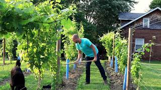 Weeding a Vineyard with a Grape Hoe