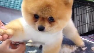 Pomeranian Gets a Haircut 🐶 - So Cute