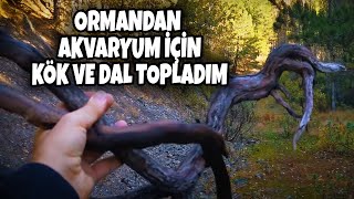 Doğadan Akvaryum İçin Kök-Dal Toplama | Su Mercimekleri | Doğa Yürüyüşü