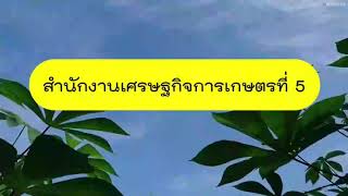 สศท.5 ประเมินผลการดำเนินงานระบบส่งเสริมการเกษตรแปลงใหญ่ มันสำปะหลังปี 2559 - 2561 นครราชสีมา ชัยภูมิ