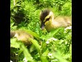 侵略的外来種ワースト100【モフモフひな鳥vsモフモフ水草】カモの親子。母と赤ちゃん ひよこ達【生まれた日に過酷な引っ越し】ducklingとオオフサモ　dscn1131