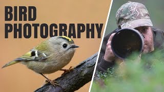 I ACTUALLY GOT IT! | Bird photography - Photographing goldcrest