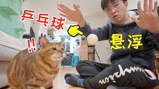 魔术师让球悬浮起来，地上的猫震惊了！猫：你有超能力？【蒂姆嘟嘟Tim】