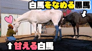 放牧場で白馬のお尻をペロペロ舐めるイケメン黒馬と人に甘える大きな白馬。どうしてこうなった…。【ツルマルボーイ様のシモベ】