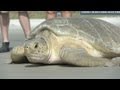 Amazing Sea Turtle Rescue