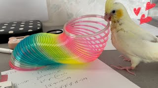 【マイブーム】オカメインコが今夢中でハマってる事紹介します🌟