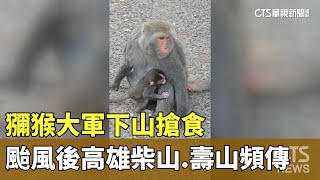 獼猴大軍下山　颱風後高雄柴山.壽山頻傳搶食｜華視新聞 20240802