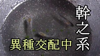 幹之メダカ　異種交配中　メダカ販売店　めだか藁屋