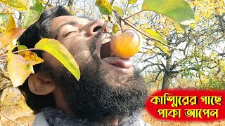 কাশ্মীরে এসে গাছে পাকা আপেল ও নাশপাতি খেলাম | Eating Apple and Pear at Kashmir | Md Amir Khan