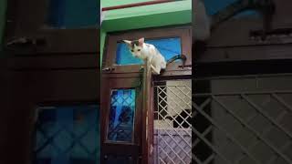 cat window the jumping#cat#ctti😽😽short video