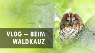 VLOG - Beim Waldkauz