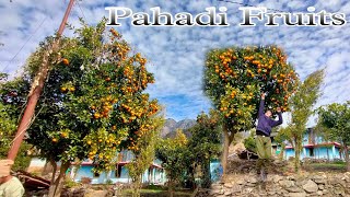 पहाड़ी संतरे || Pahadi Fruits || माल्टा || Malta || Pahadi Lifestyle In Uttarakhand || Rahul Pant