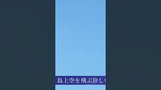 江ノ島上空を飛ぶ珍しい蝶