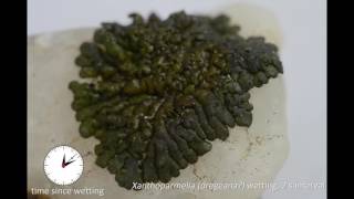 lichen 1
