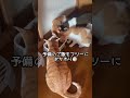 預かり三兄弟 保護猫 保護ねこのいる暮し 茶白猫 shorts