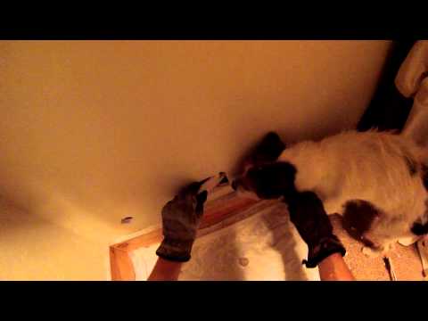 Removal of a Live Squirrel in a Wall Removal of a Live Squirrel in a Wall