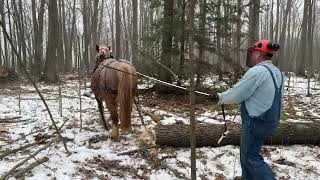 Horse Logging Teaching Day