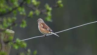 Linnet in the village