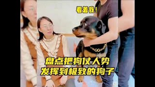 盘点那些狗仗人势的狗子，狗仗人势被它们体现的淋淋尽